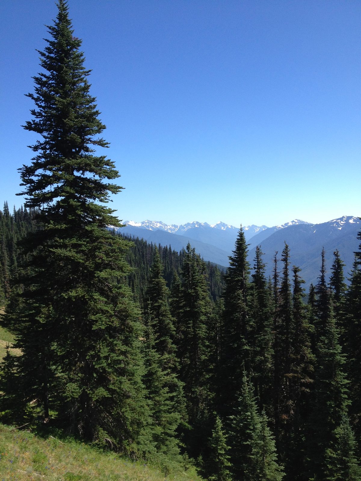 No signs of the pine bark beetle here, unlike Colorado.